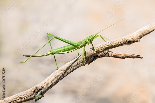 Bush cricket or Spiked Magician (Saga pedo) on the branch