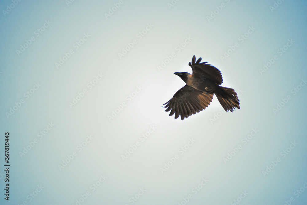 Obraz premium Free as a bird. Herring gull Larus argentatus winter plumage .