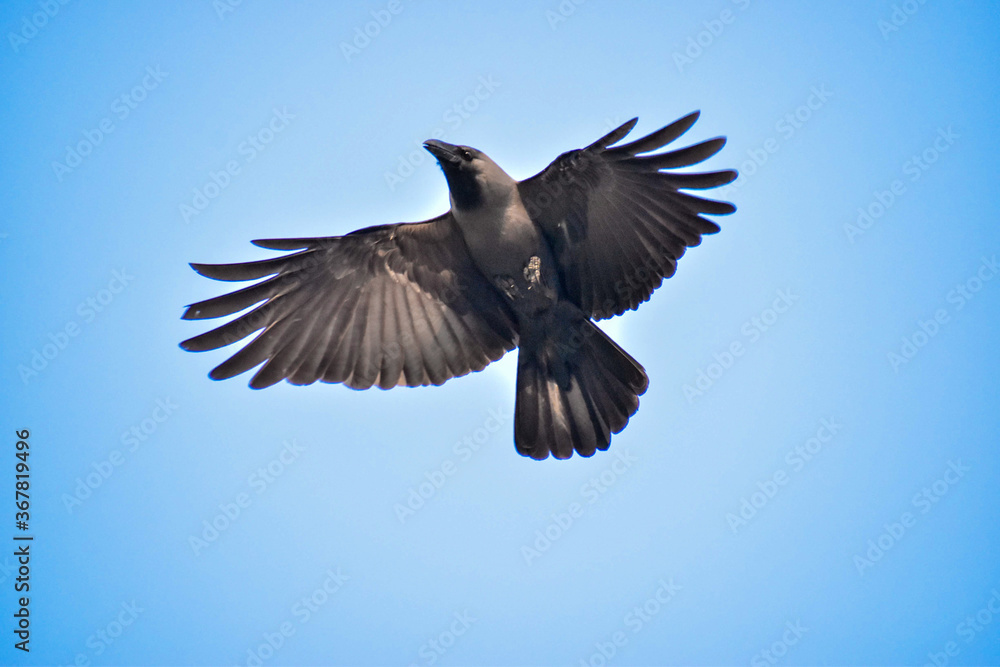 Obraz premium Free as a bird. Herring gull Larus argentatus winter plumage .