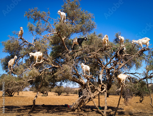 Goats eating on top of a tree