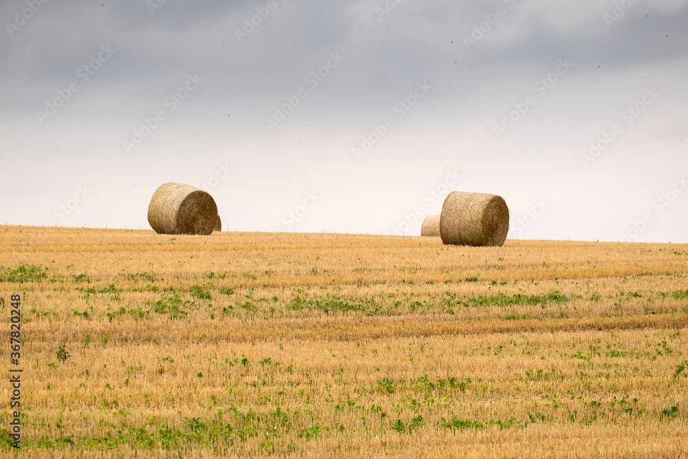 Straw bale rolls in a field