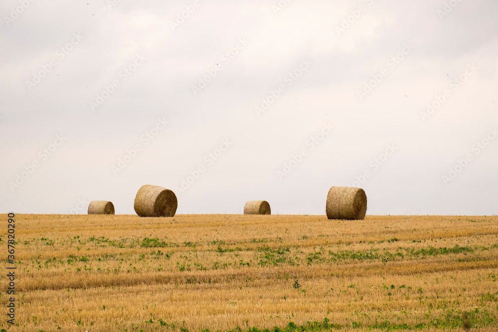 Straw bale rolls in a field