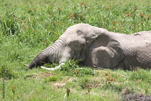 Canvas Print An isolated elephant swimming in green water vegetation in Kenya, Africa