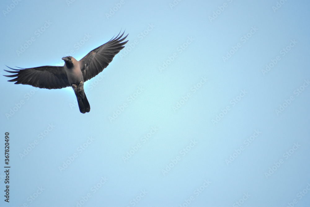 Fototapeta premium Free as a bird. Herring gull Larus argentatus winter plumage .