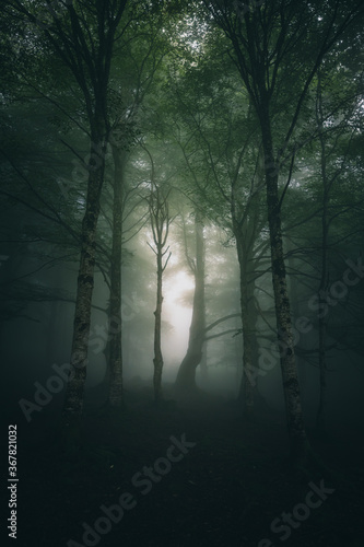 misty morning in the forest