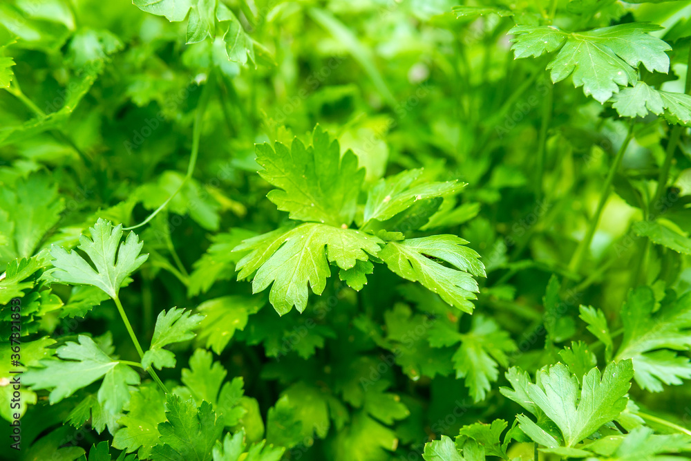 Green coriander leaves vegetable for food ingredients Green coriander leaves vegetable for food ingredients