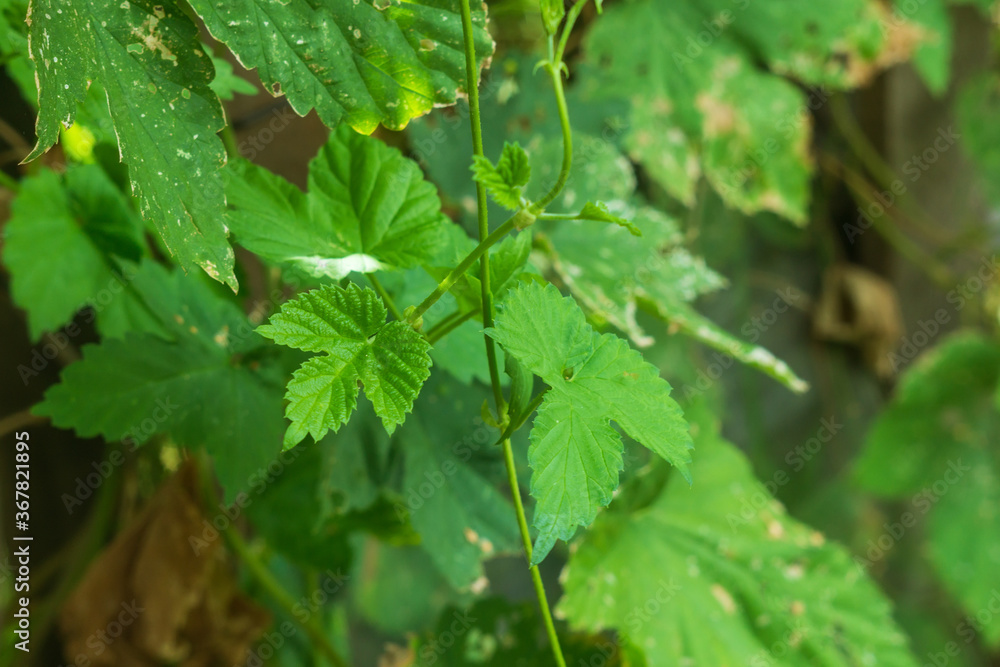 poison ivy is a plant. Latin name for this plant is Toxicodendron radicans. poison ivy is a plant. Latin name for this plant is Toxicodendron radicans.