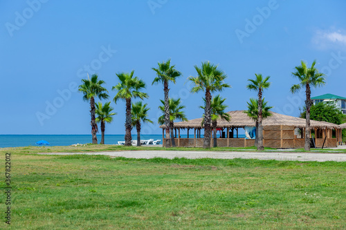 Palm trees on the Black Sea coast in Anaklia  Georgia