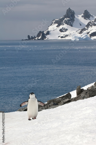 Chinstrap penguin (Pygoscelis Antarctica) walking up a glacial ice cap, Half Moon Island, South Shetland Island, Antarctic Peninsula
