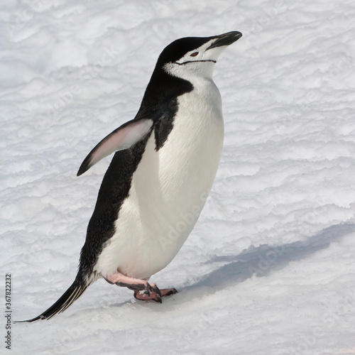 Chinstrap penguin  Pygoscelis Antarctica  walking  Half Moon Island  South Shetland Island  Antarctic Peninsula