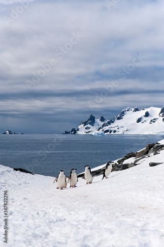Chinstrap penguins (Pygoscelis Antarctica) walking up a glacial ice cap, Half Moon Island, South Shetland Island, Antarctic Peninsula