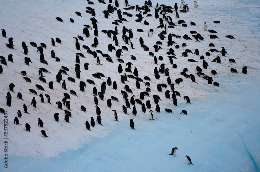 Fototapeta premium Group of Chinstrap penguins (Pygoscelis Antarctica) congregated on an iceberg, South Orkney Islands