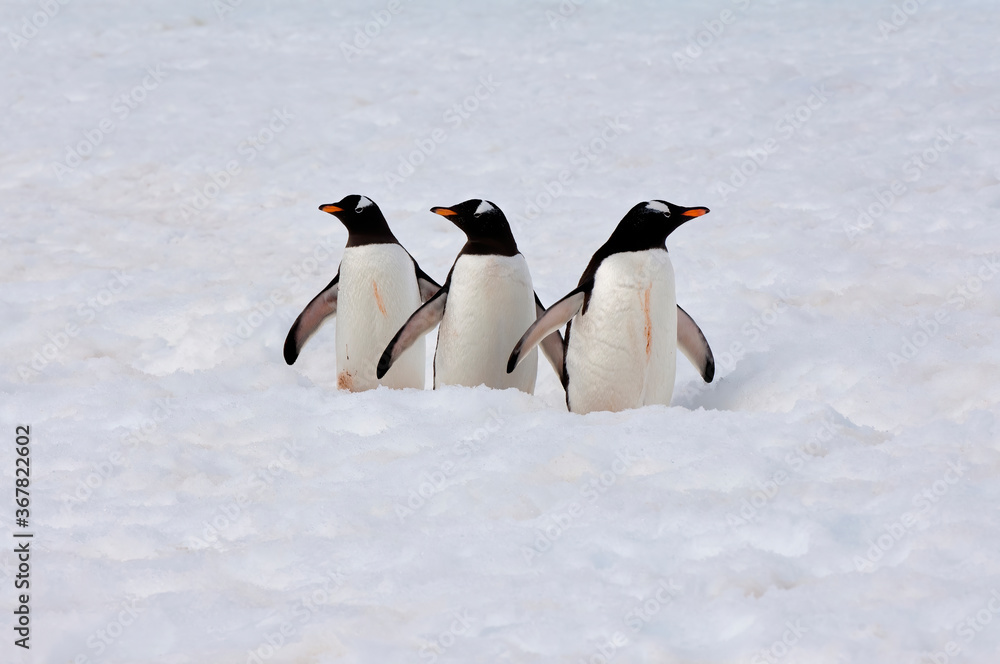 Fototapeta premium Gentoo Penguins (Pygoscelis papua) walking in deep snow, Cuverville Island, Antarctic Peninsula