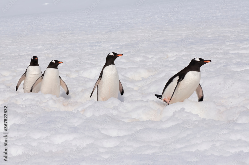 Fototapeta premium Gentoo Penguins (Pygoscelis papua) walking in deep snow, Cuverville Island, Antarctic Peninsula