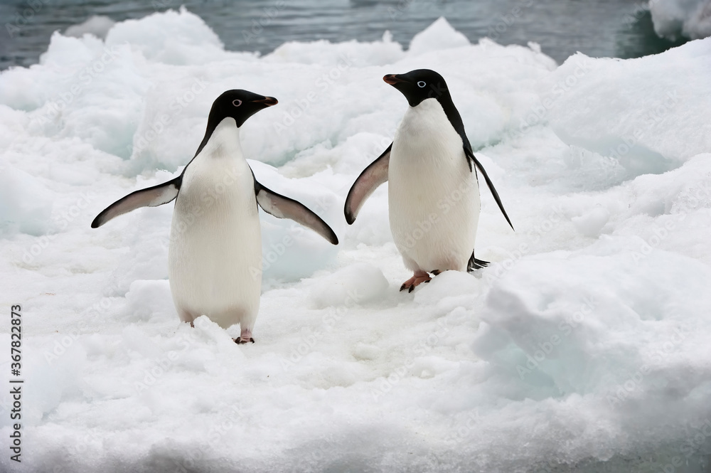 Obraz premium Two Adelie Penguins (Pygoscelis adeliae) on the ice shelf, Brown Bluff, Peninsula Antarctica