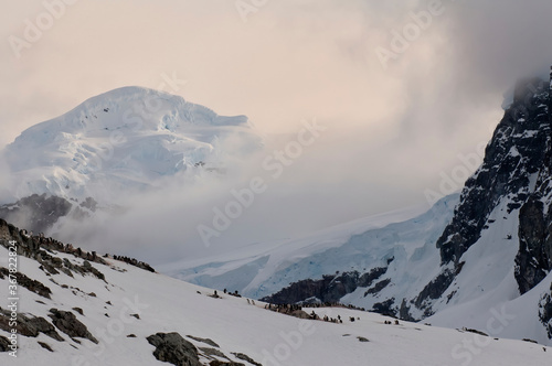 Gentoo Penguin rookery (Pygoscelis papua), Cuverville Island, Antarctic Peninsula photo