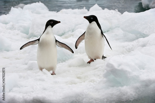 Two Adelie Penguins  Pygoscelis adeliae  on the ice shelf  Brown Bluff  Peninsula Antarctica