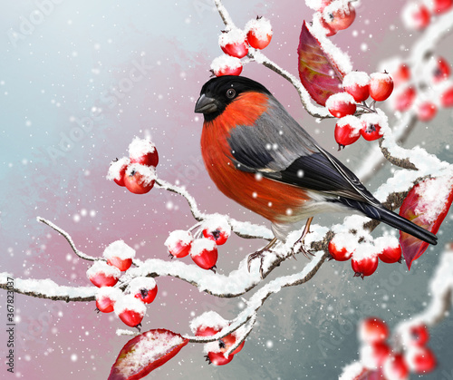 Christmas winter background, red bullfinch bird sitting on a snowy branch, berries, foliage, sunset, blizzard.