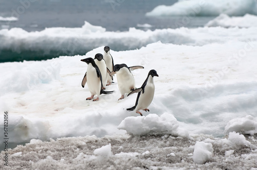 Group of Adelie Penguins (Pygoscelis adeliae) on the ice shelf, Brown Bluff, Peninsula Antarctica