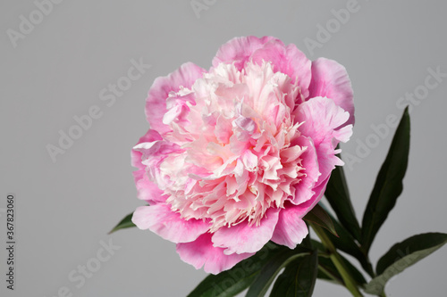 Delicate pink peony flower isolated on gray background.