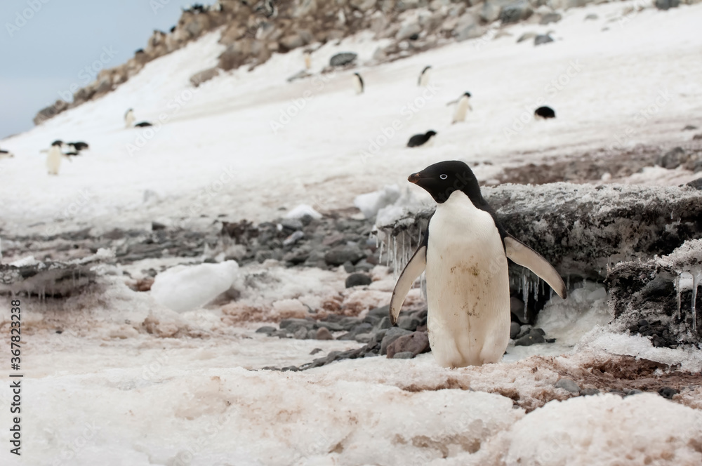 Naklejka premium Adelie Penguin (Pygoscelis adeliae), Paulet Island, Erebus and Terror Gulf, Antarctic peninsula