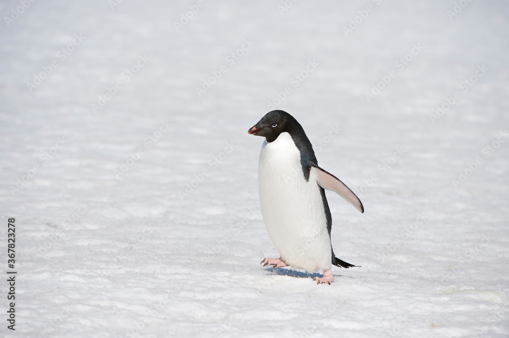 Fototapeta premium Adelie Penguin (Pygoscelis adeliae), Paulet Island, Erebus and Terror Gulf, Antarctic peninsula