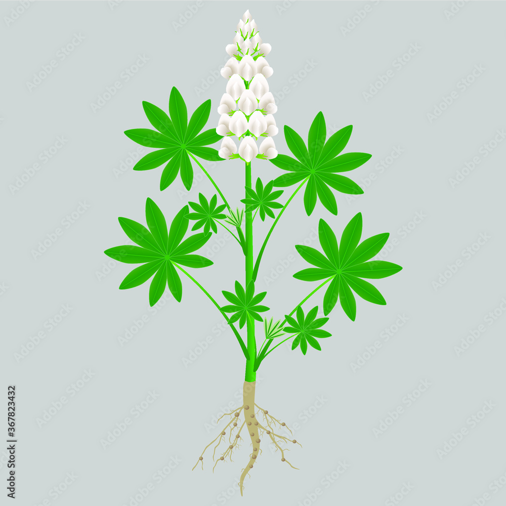 Plant white lupine with roots of flowers and leaves.