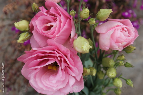 pink roses in a garden