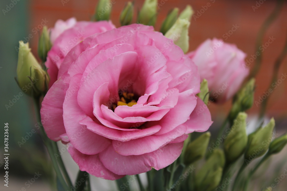 Obraz premium pink rose flower