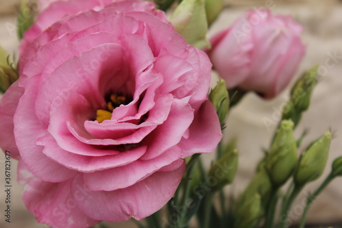 pink eustoms in garden