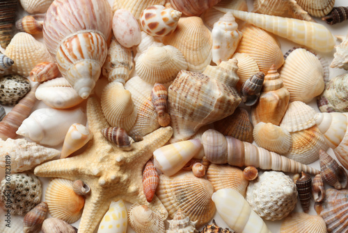 Different seashells and starfish as background, closeup