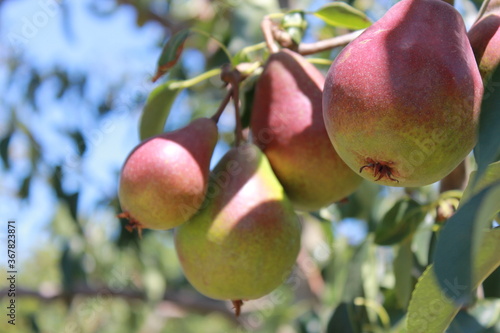 pears on a tree