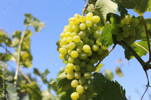 grapes on the vine
