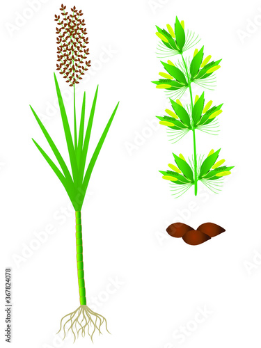 Part of sugar cane plant on a white background.
