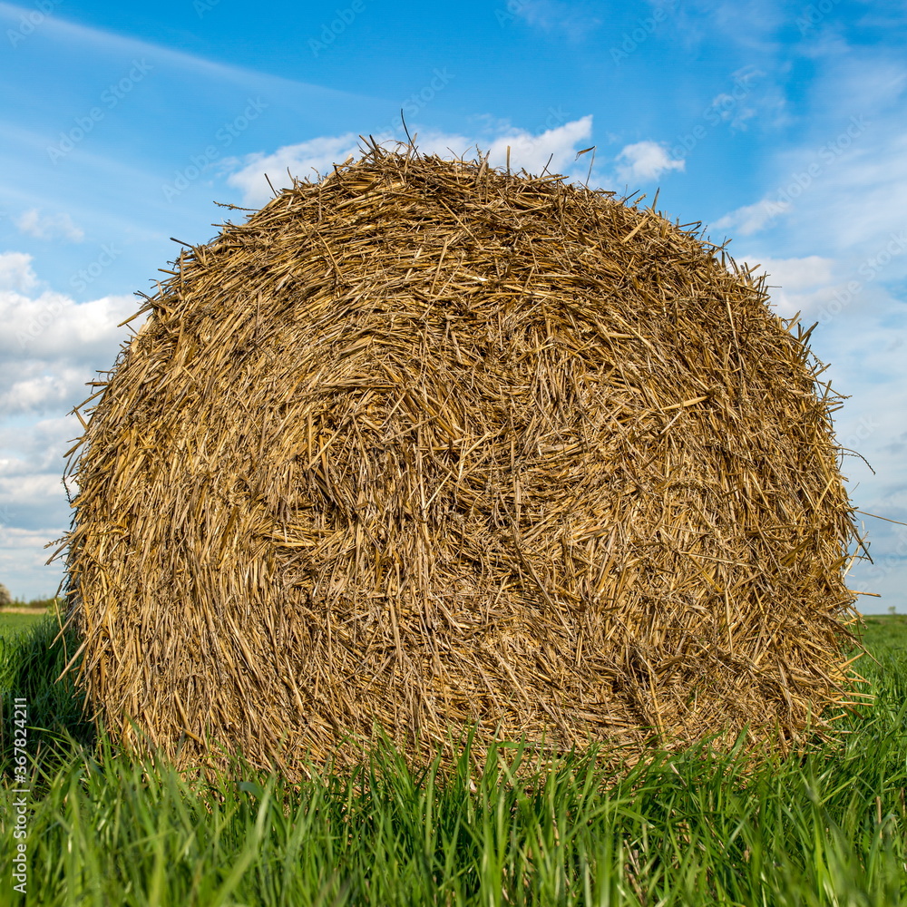 Hay bale on green lush grass against a blue sky. Livestock feed. Hay bale on green lush grass against a blue sky. Livestock feed.