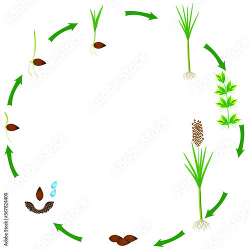 Cycle of a sugar cane plant growth isolated on white background.