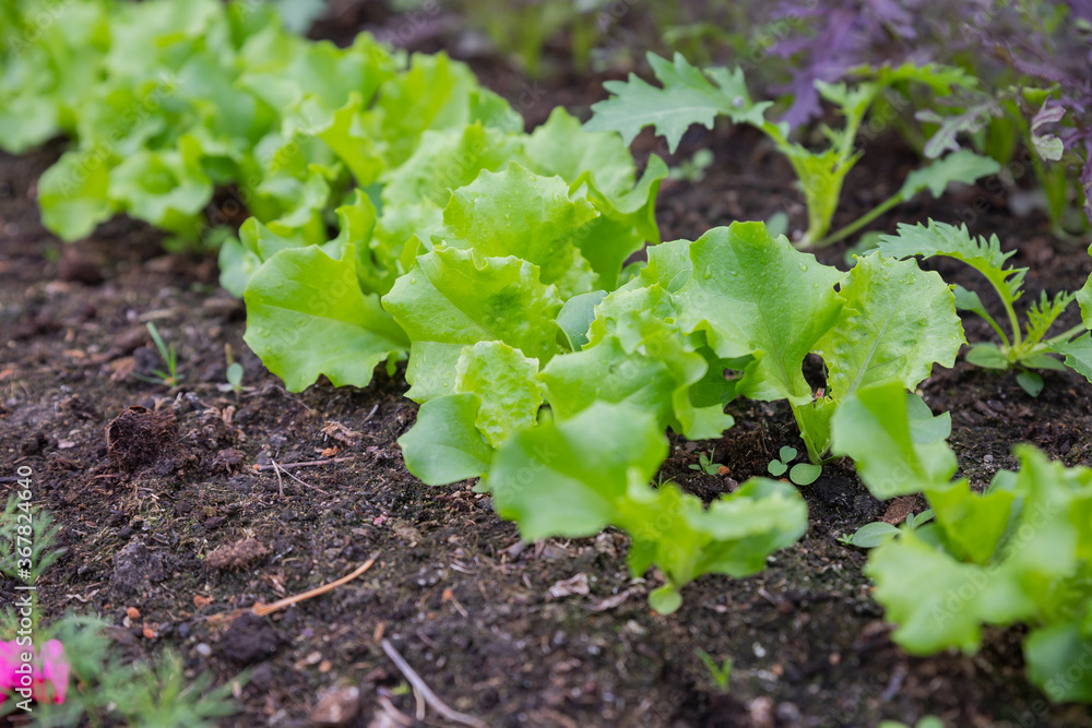 Lettuce harvest. fields of summer lettuce plants, including mixed green, red, purple varieties, grow in rows.Leaf Lettuce in garden bed. vegetable field. Gardening background.Selective focus Lettuce harvest. fields of summer lettuce plants, including mixed green, red, purple varieties, grow in rows.Leaf Lettuce in garden bed. vegetable field. Gardening background.Selective focus