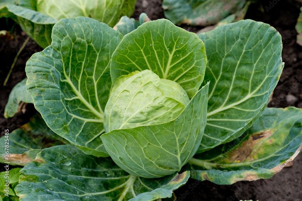Young cabbage in the garden. Young cabbage in the garden.