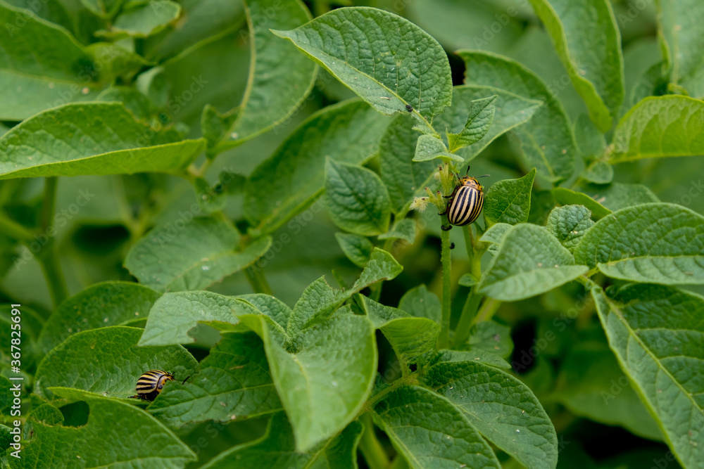 Colorado beetle eating potato leaves. Colorado beetle eating potato leaves.