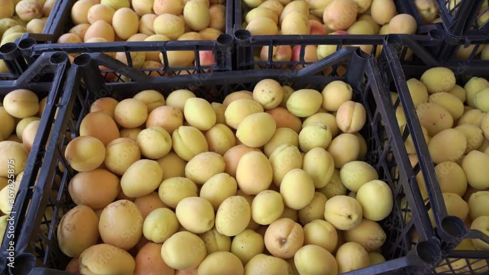 harvest of apricots in boxes. harvest of apricots in boxes.