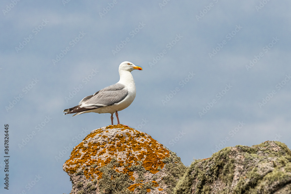 herring gull on the island of Ouessant, off Brittany herring gull on the island of Ouessant, off Brittany