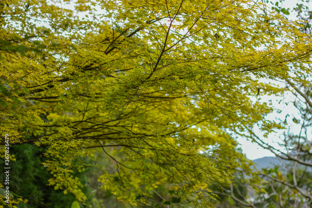 Obraz premium green maple leaves