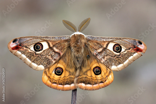 Small Emperor Moth (Saturnia pavonia) is a moth of the family Saturniidae, macro photo. photo