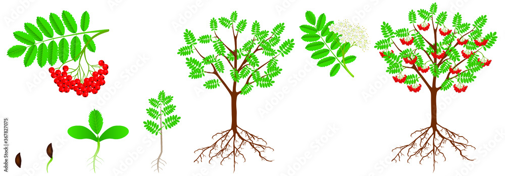 Obraz premium Cycle of growth of a red rowan plant.