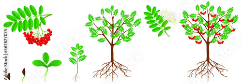 Cycle of growth of a red rowan plant.