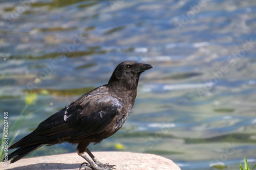 An American Crow on a Rock