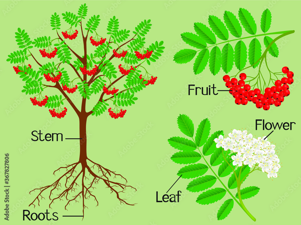 Fototapeta premium Parts of the plant red rowan on a green background.