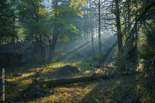 sunbeams on a foggy morning in yosemite national park  california  usa