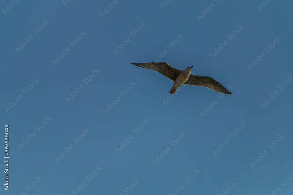seagull flying in the summer sky seagull flying in the summer sky