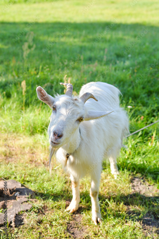 Village still life on summer - white goat on green grass Village still life on summer - white goat on green grass